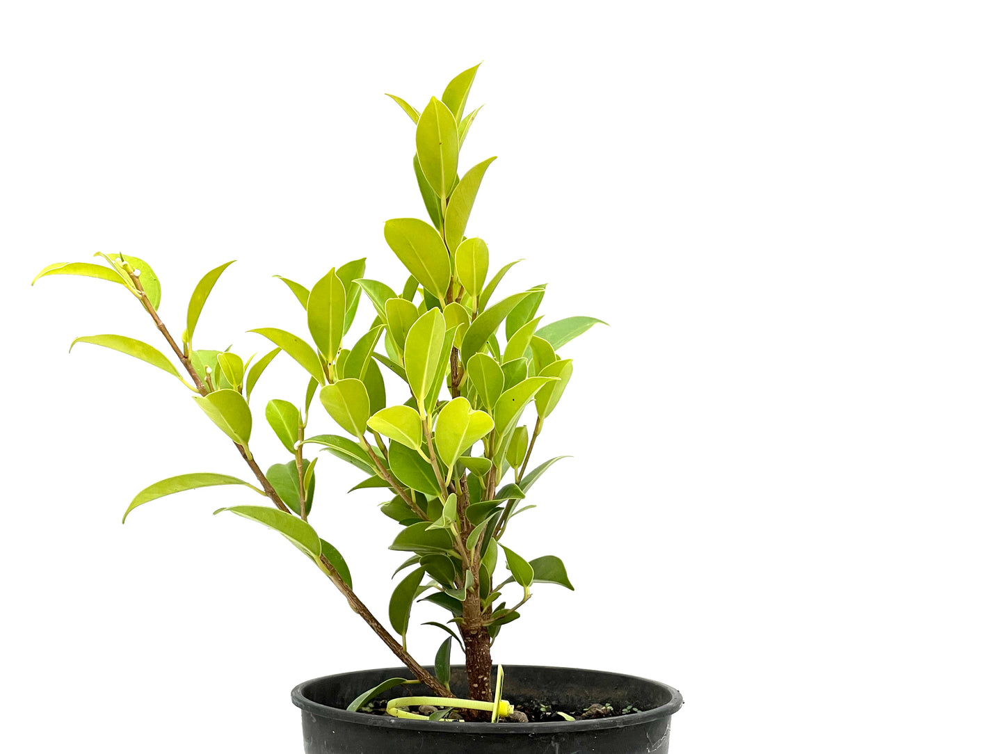 Ficus Tiger Bark 2710
