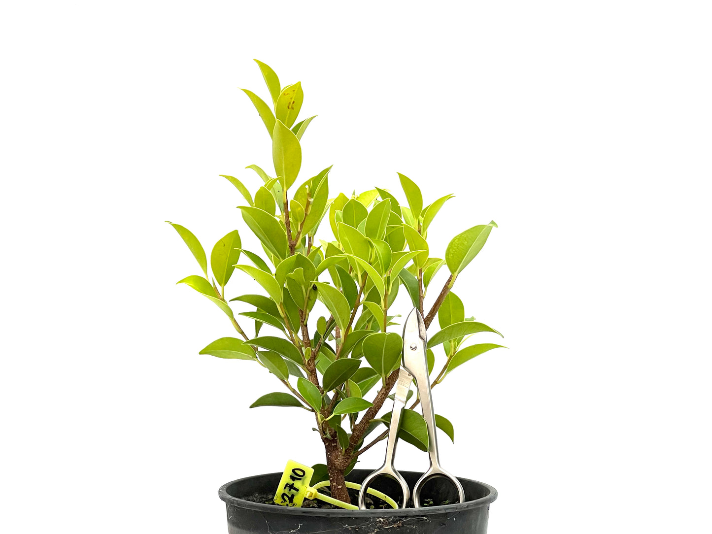 Ficus Tiger Bark 2710