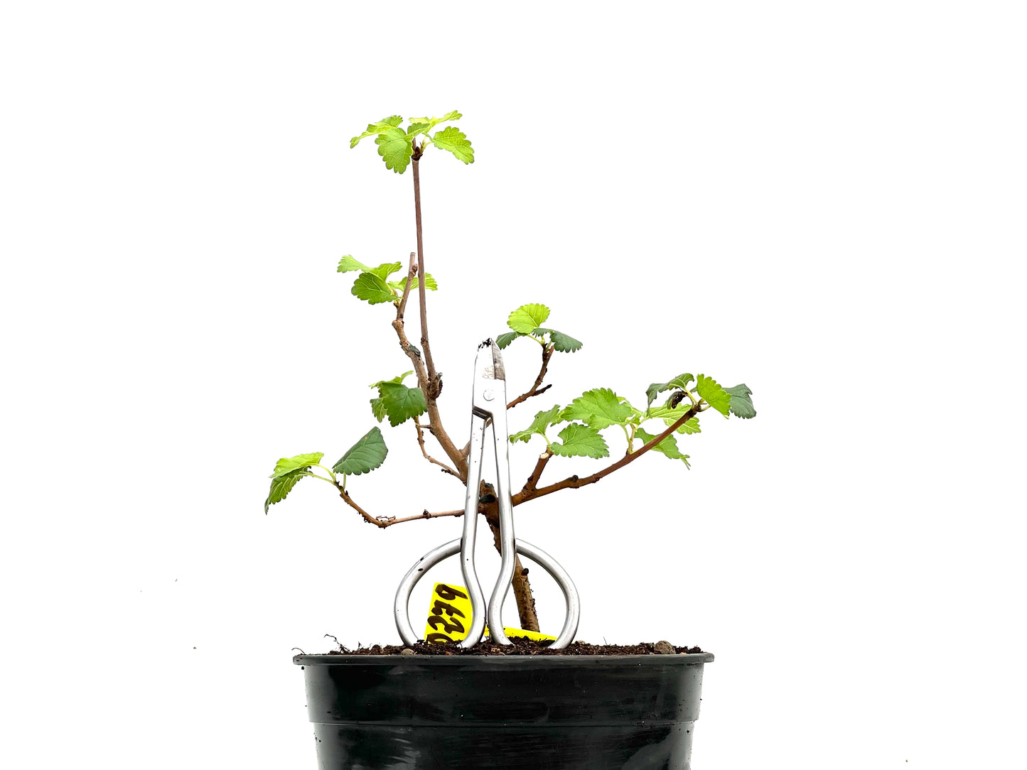 Morus Alba 0279