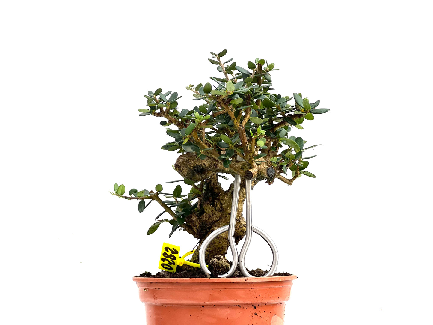 Olea Europaea Sylvestris 0282