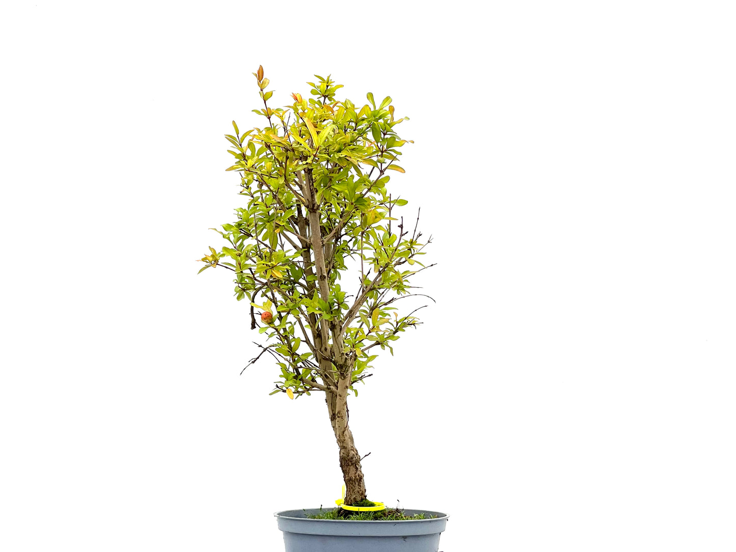 Punica Granatum Nana 2677