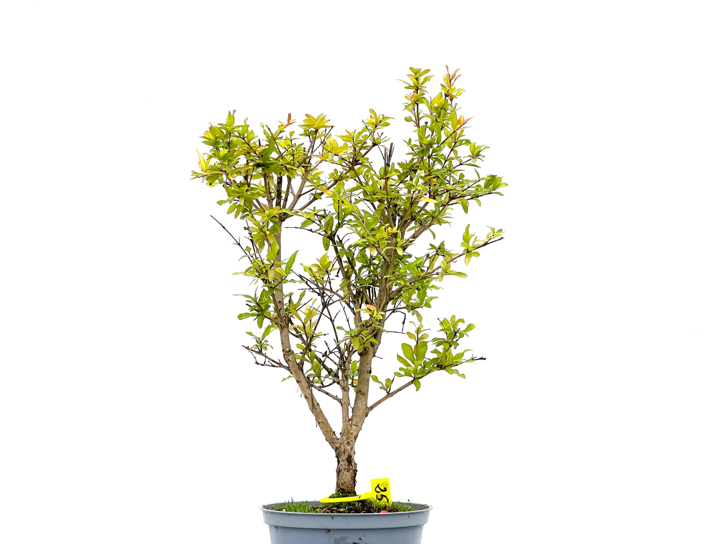 Punica Granatum Nana 2677