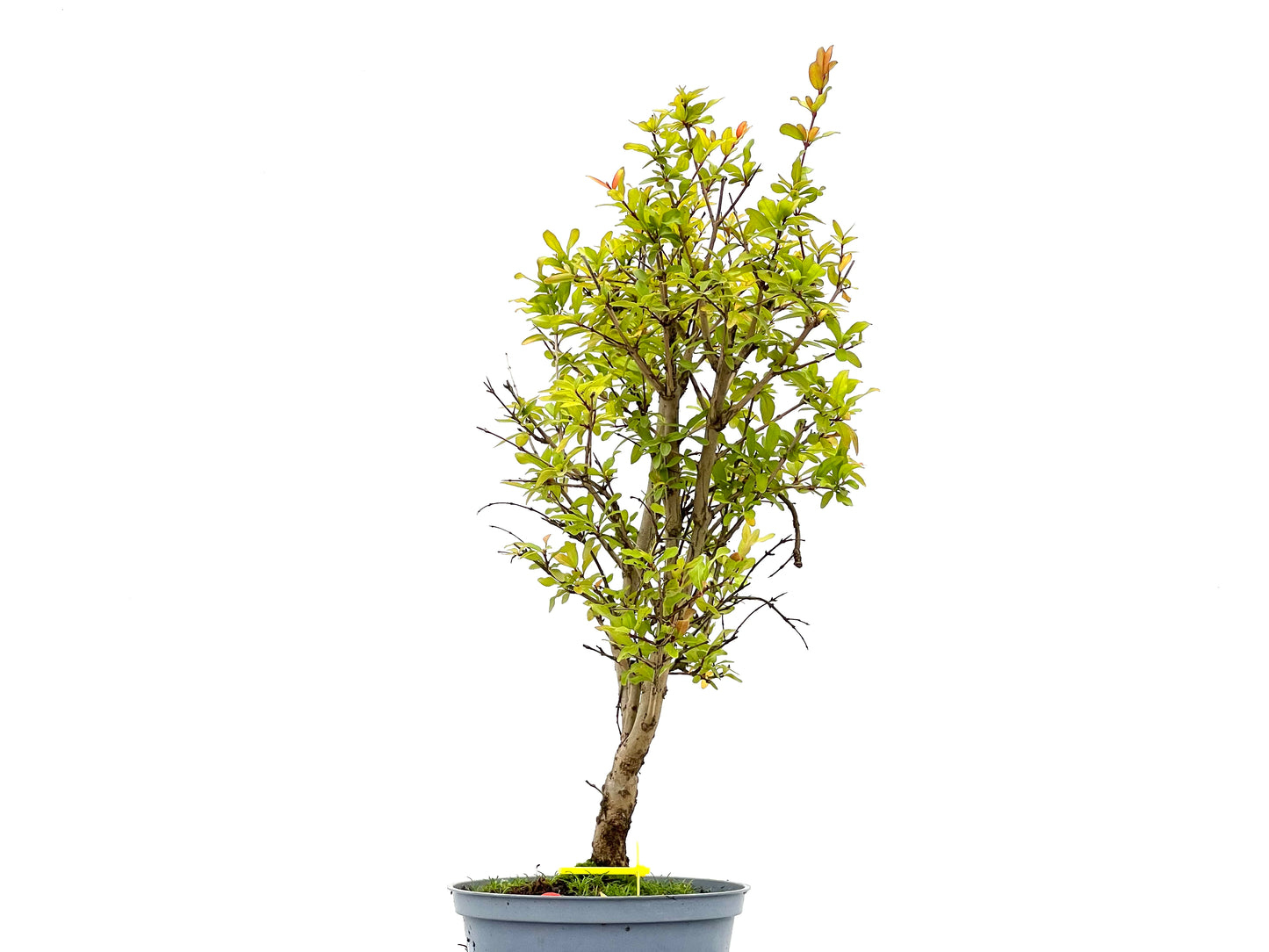 Punica Granatum Nana 2677