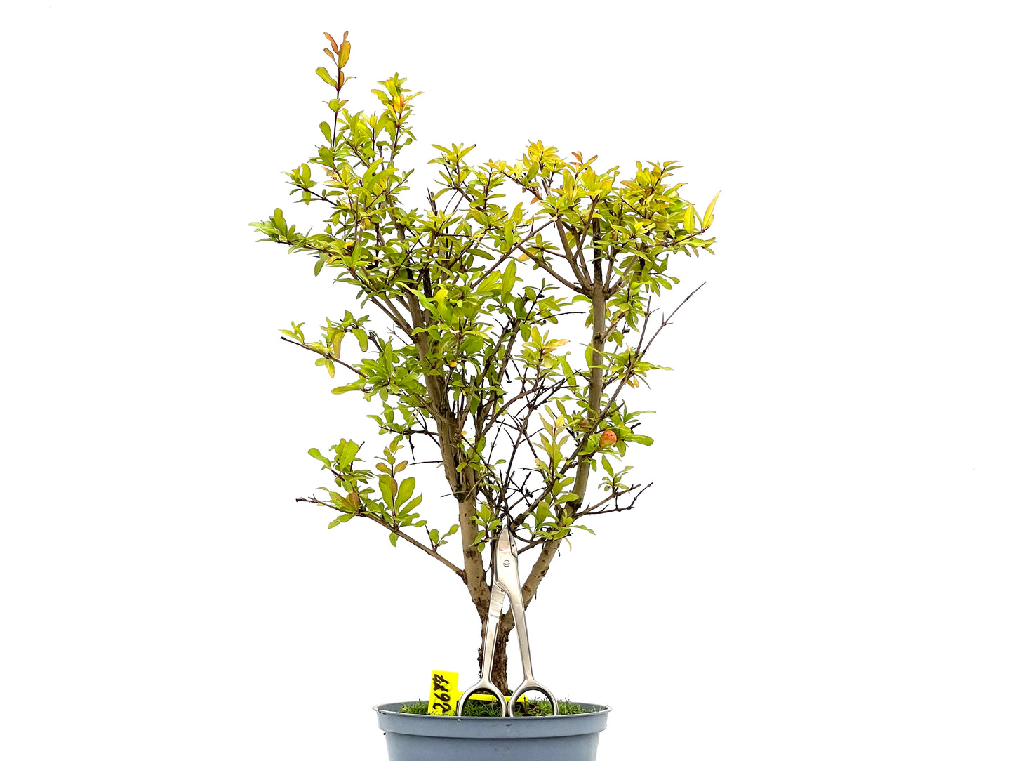 Punica Granatum Nana 2677