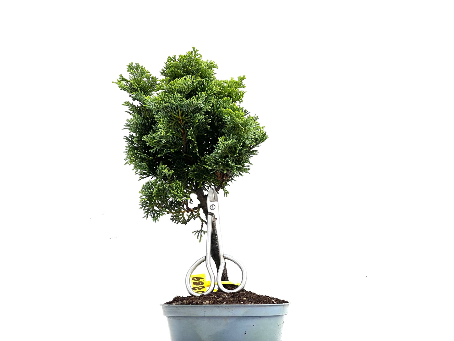 Chamaecyparis Obtusa Nana 0289