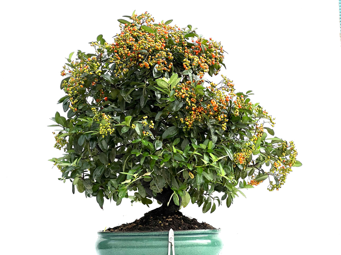 Pyracantha Coccinea 0290