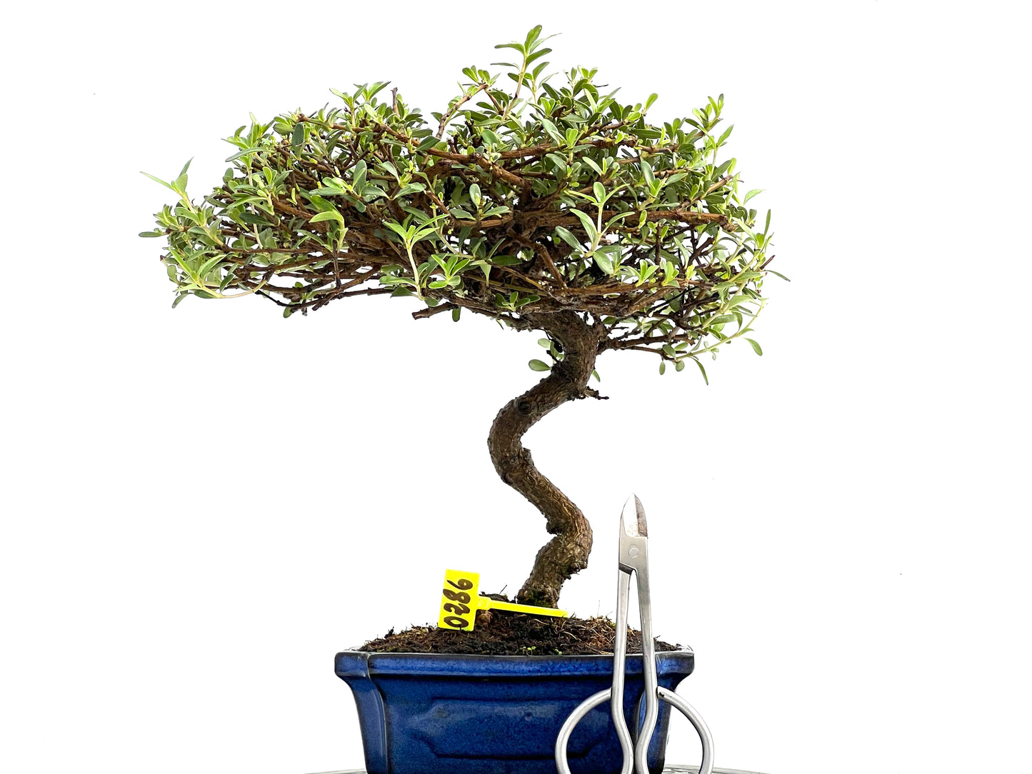 Coprosma 0286