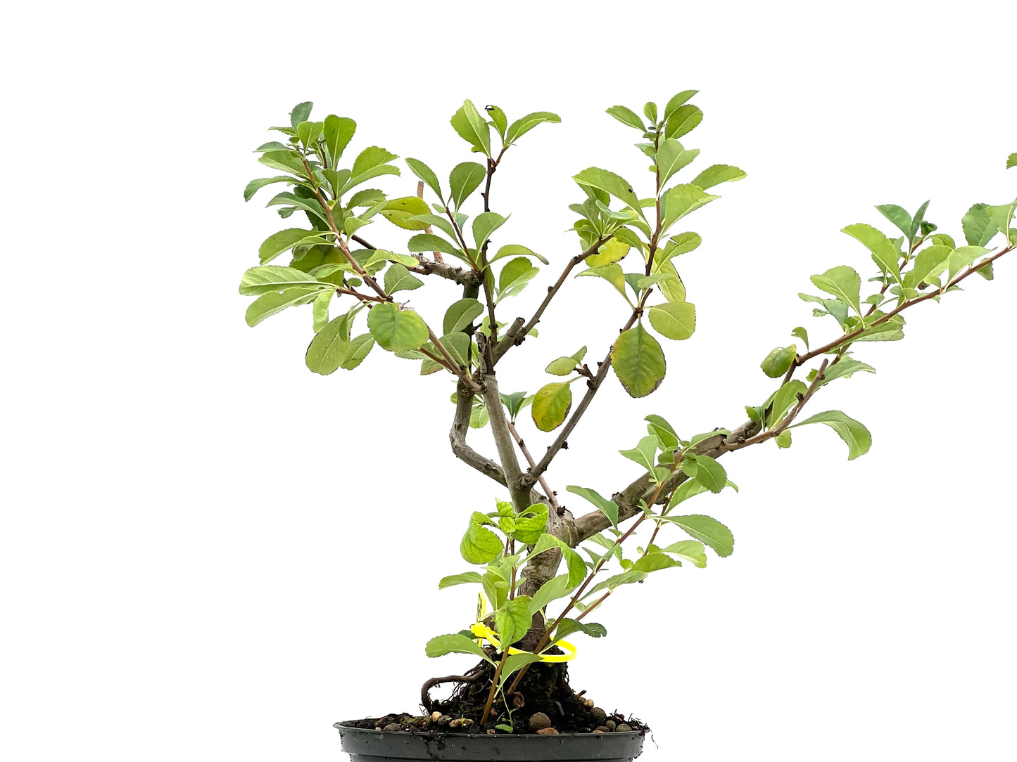 Chaenomeles Japonica 2682