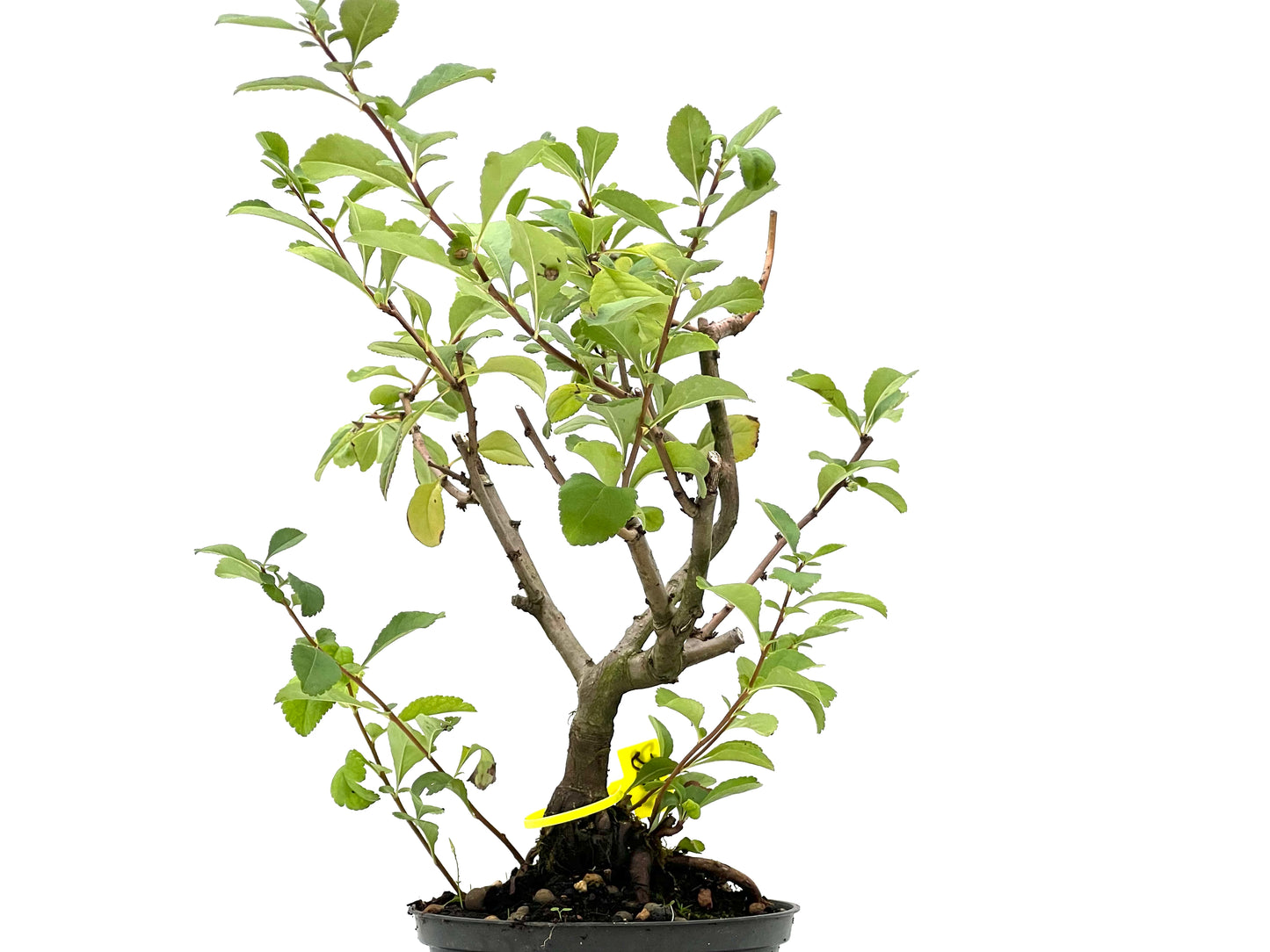 Chaenomeles Japonica 2682