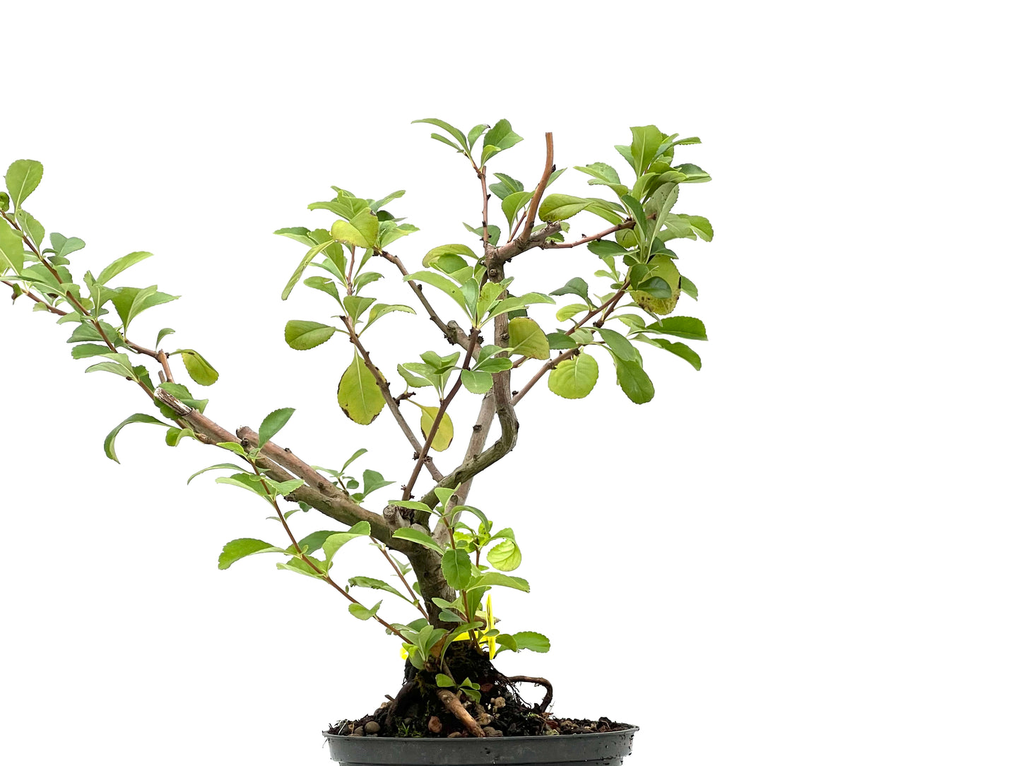 Chaenomeles Japonica 2682