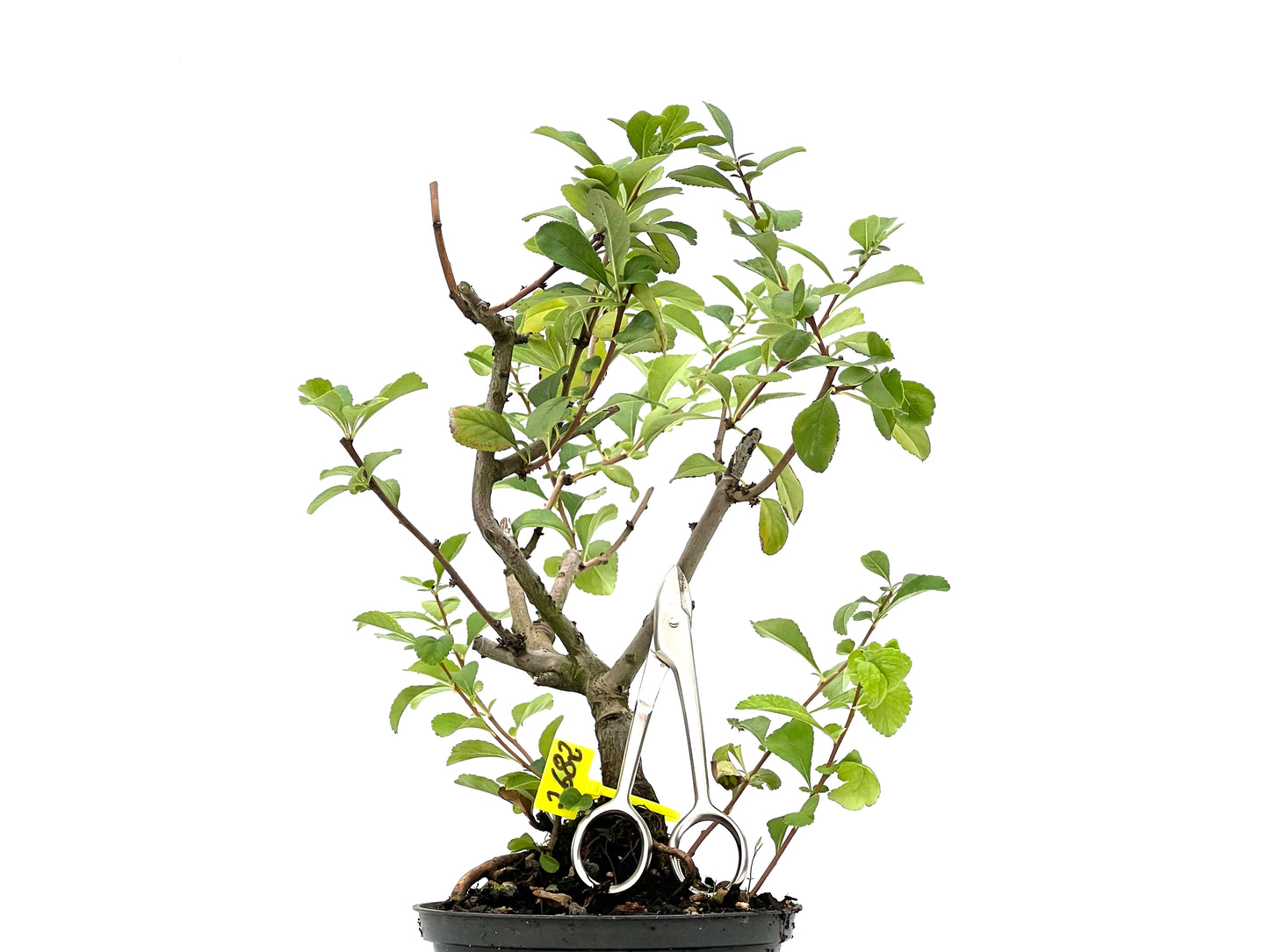 Chaenomeles Japonica 2682