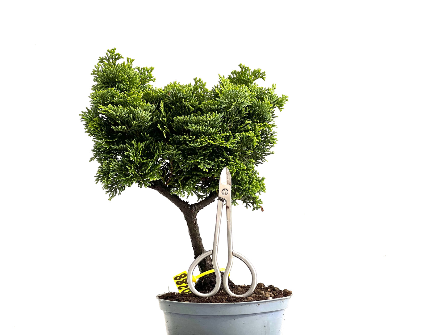 Chamaecyparis Obtusa Nana 0288