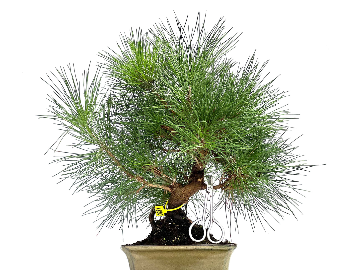 Pinus Thunbergii 0291