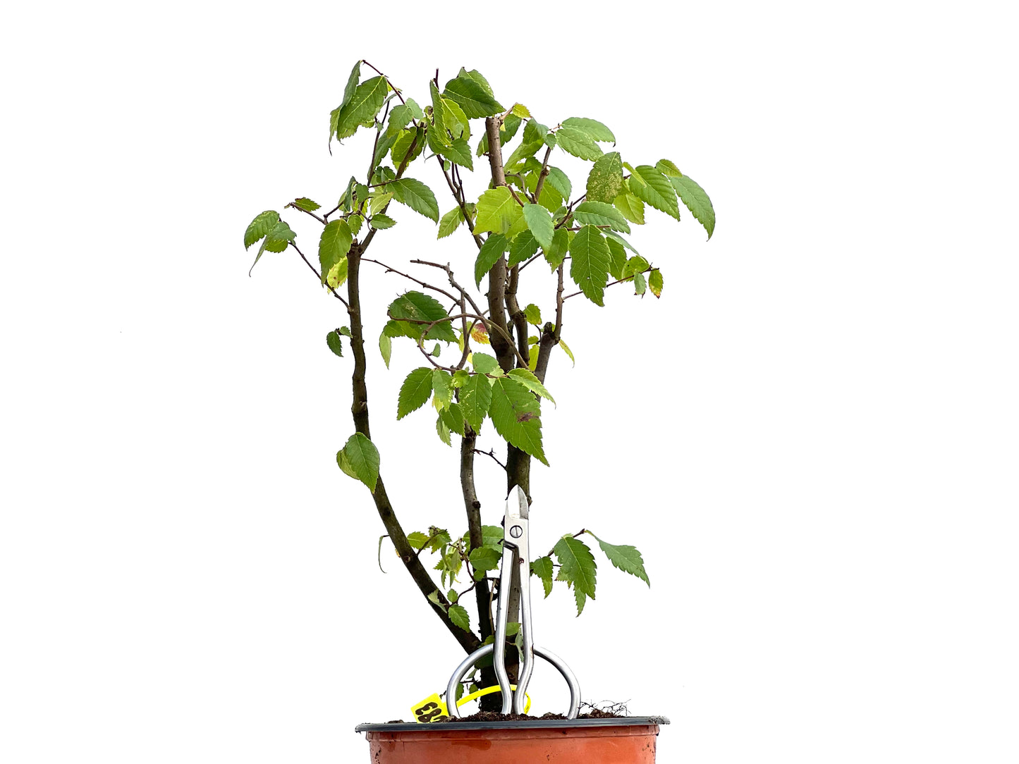 Zelkova Serrata 0283