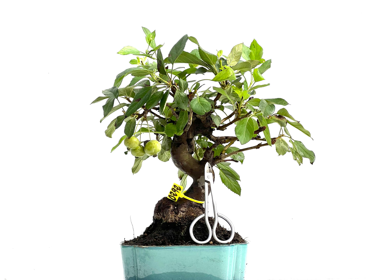 Malus Everest 0292