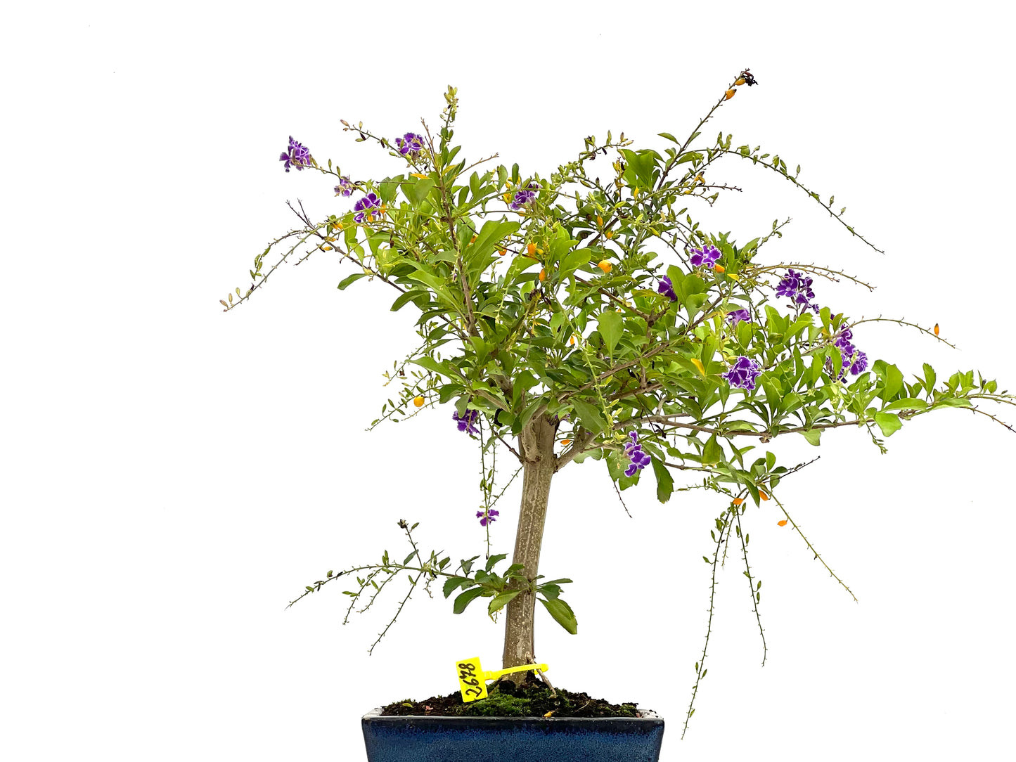 Durantha Repens 2678