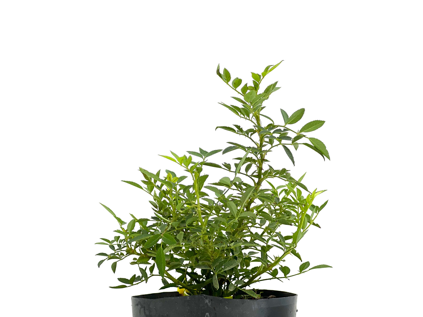 Rosal Japones 2703
