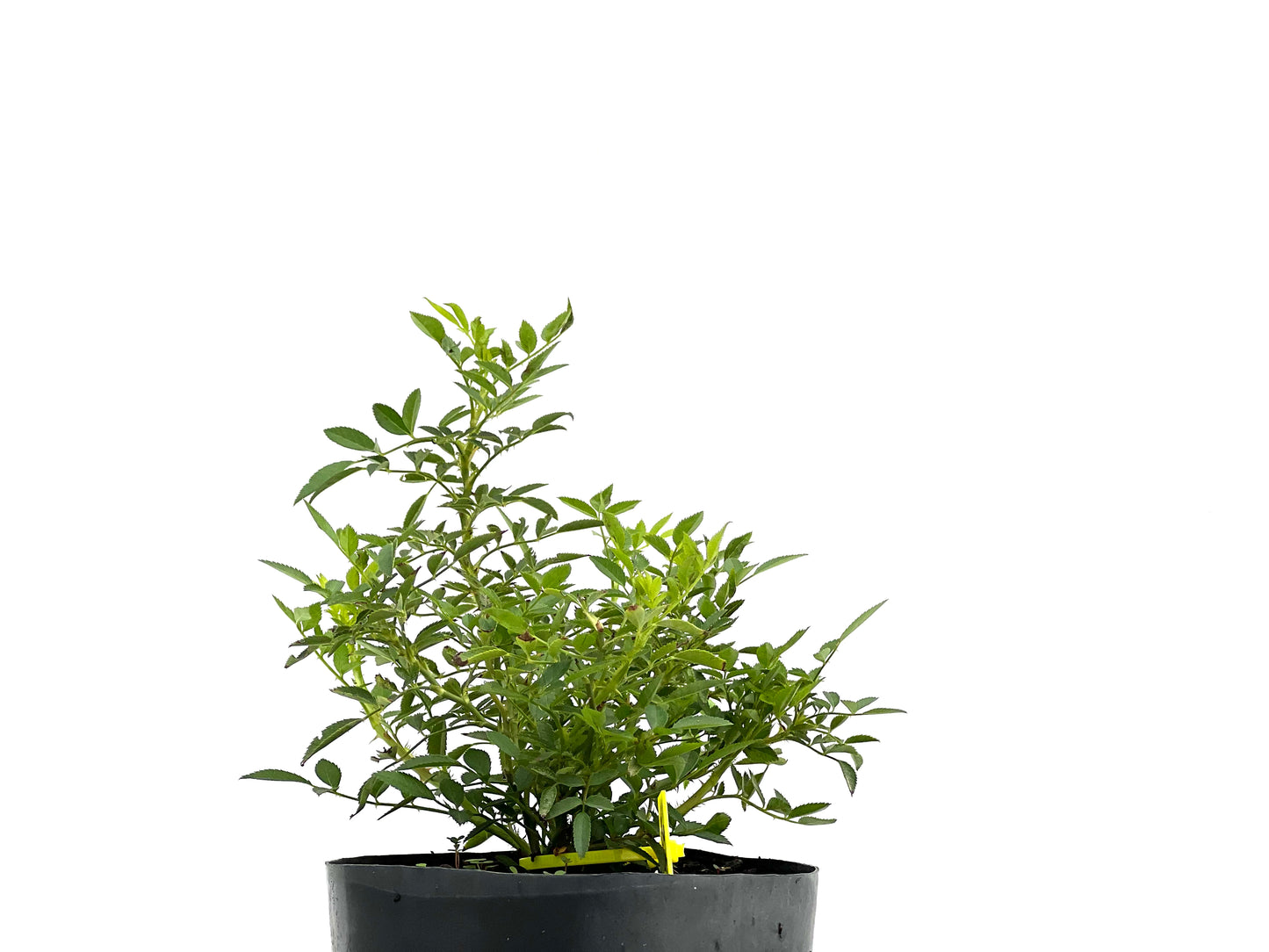 Rosal Japones 2703