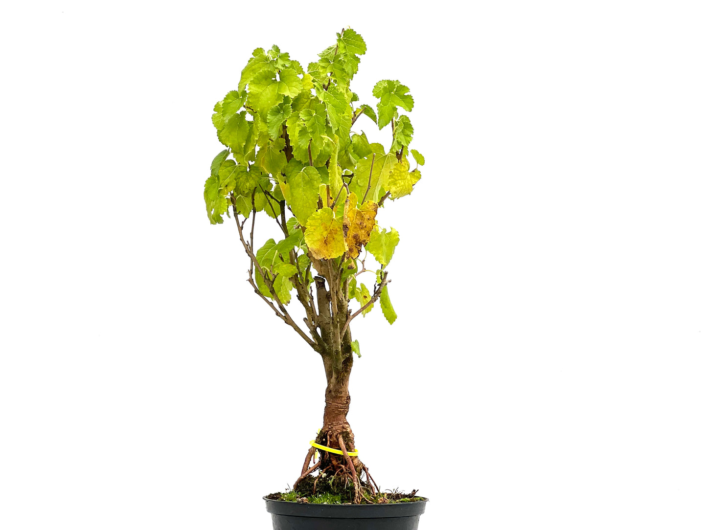 Morus Alba 2679