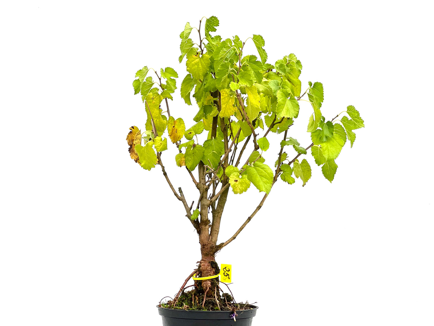 Morus Alba 2679
