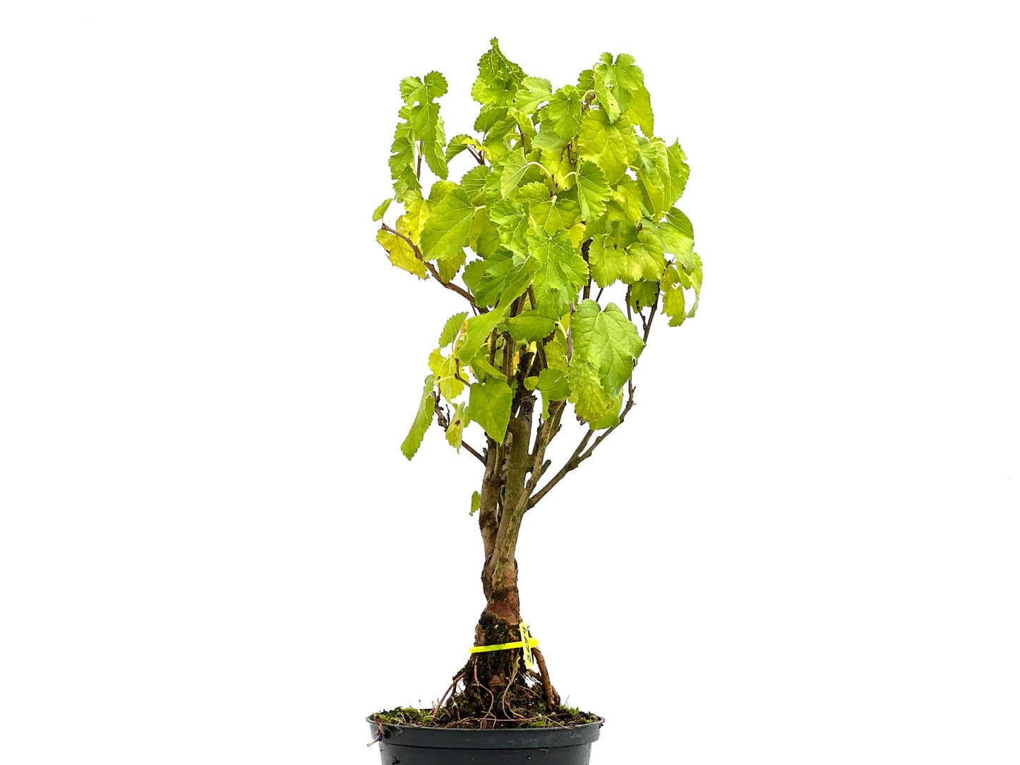 Morus Alba 2679