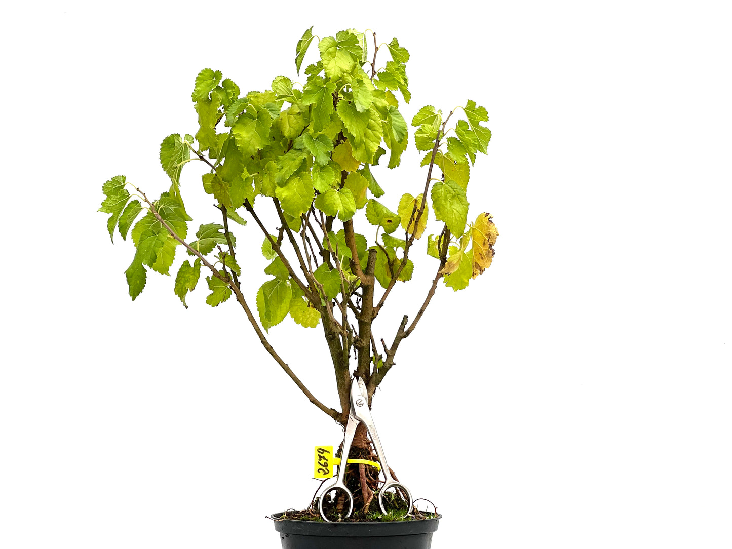 Morus Alba 2679