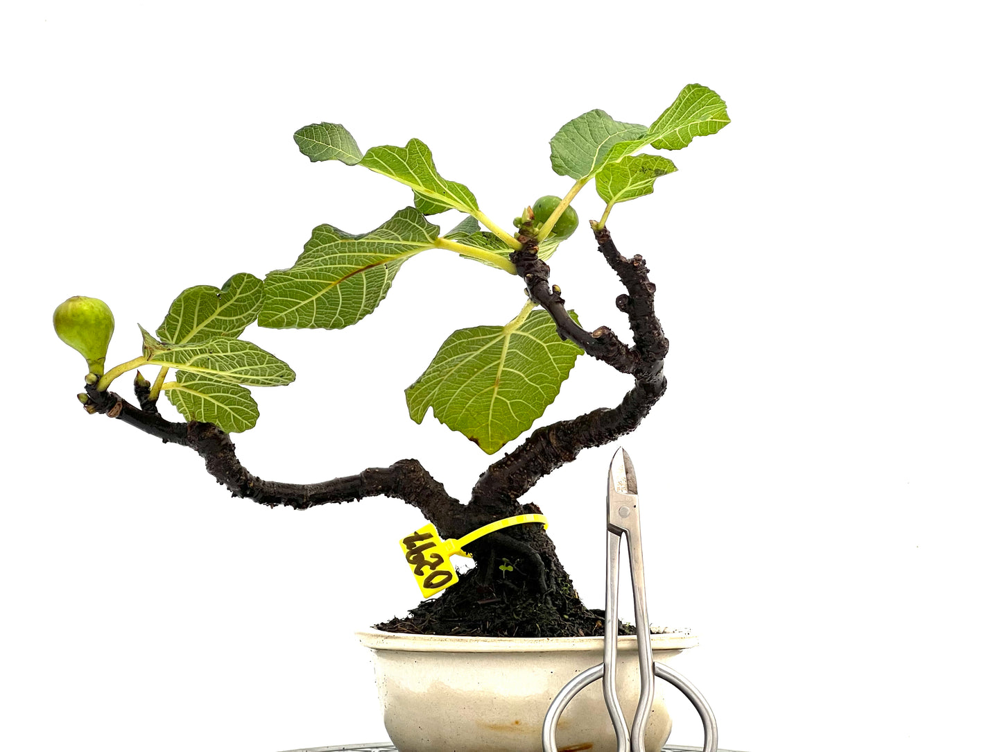 Ficus Carica 0297