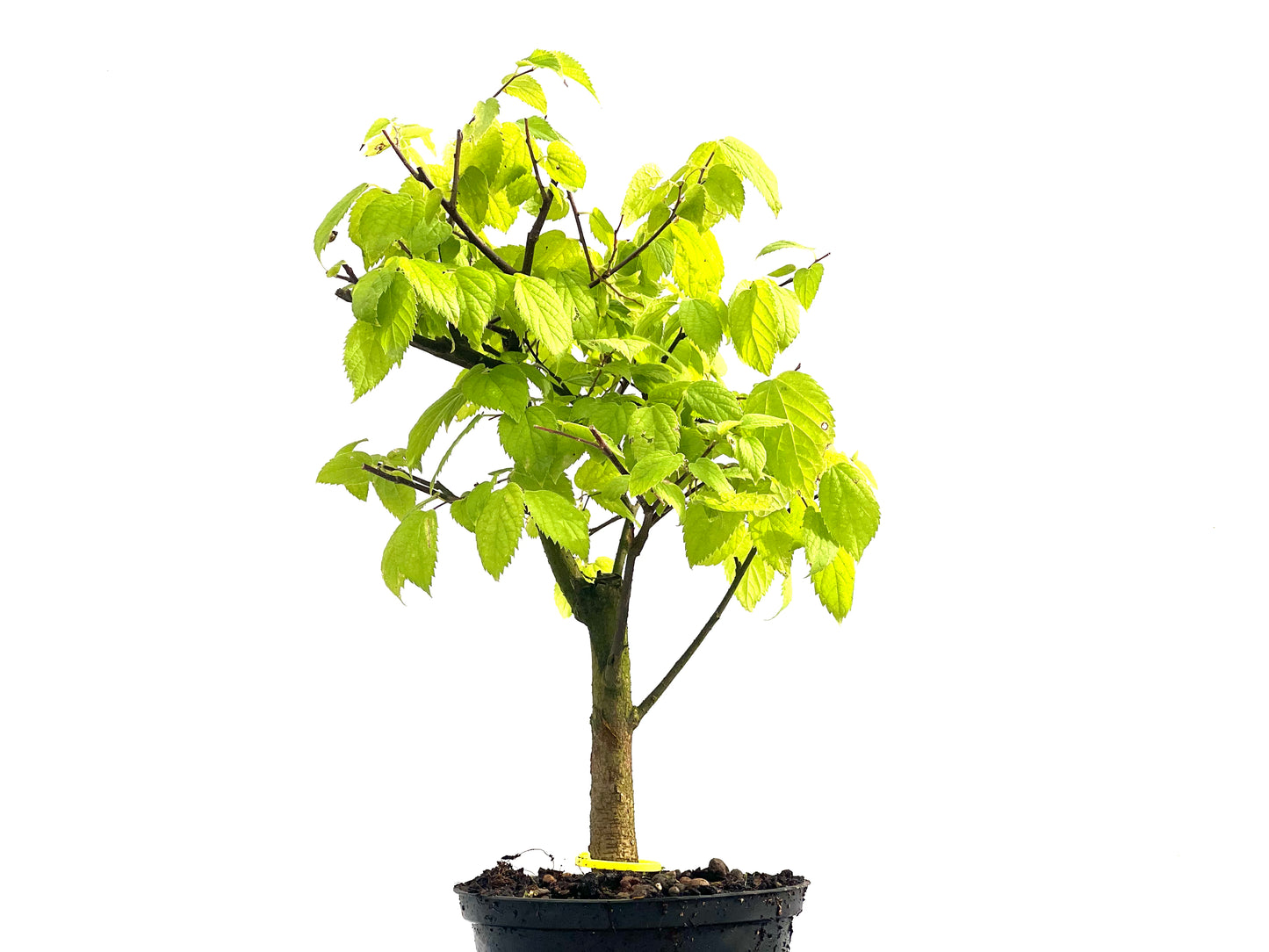Celtis Australis 2689