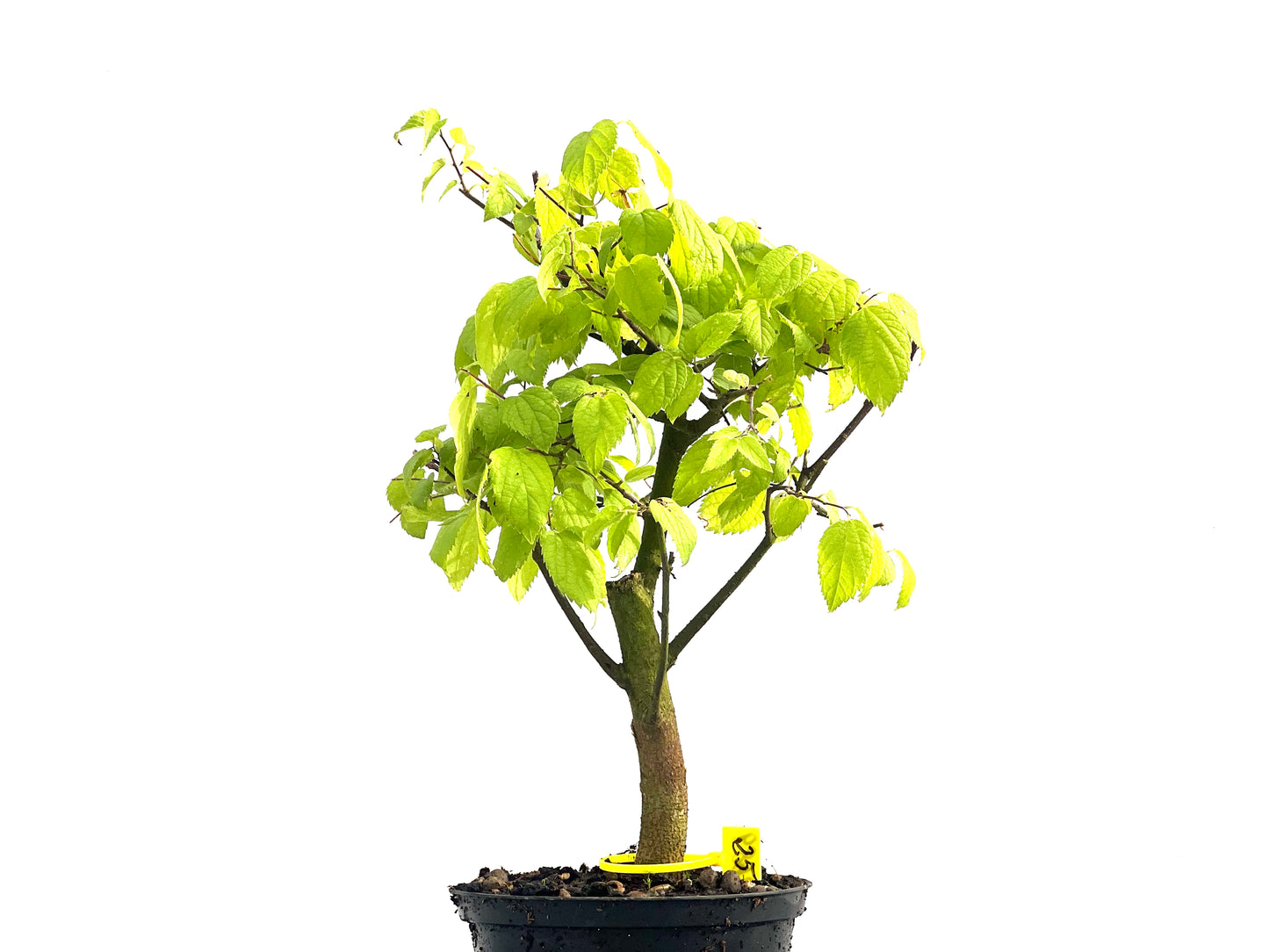 Celtis Australis 2689