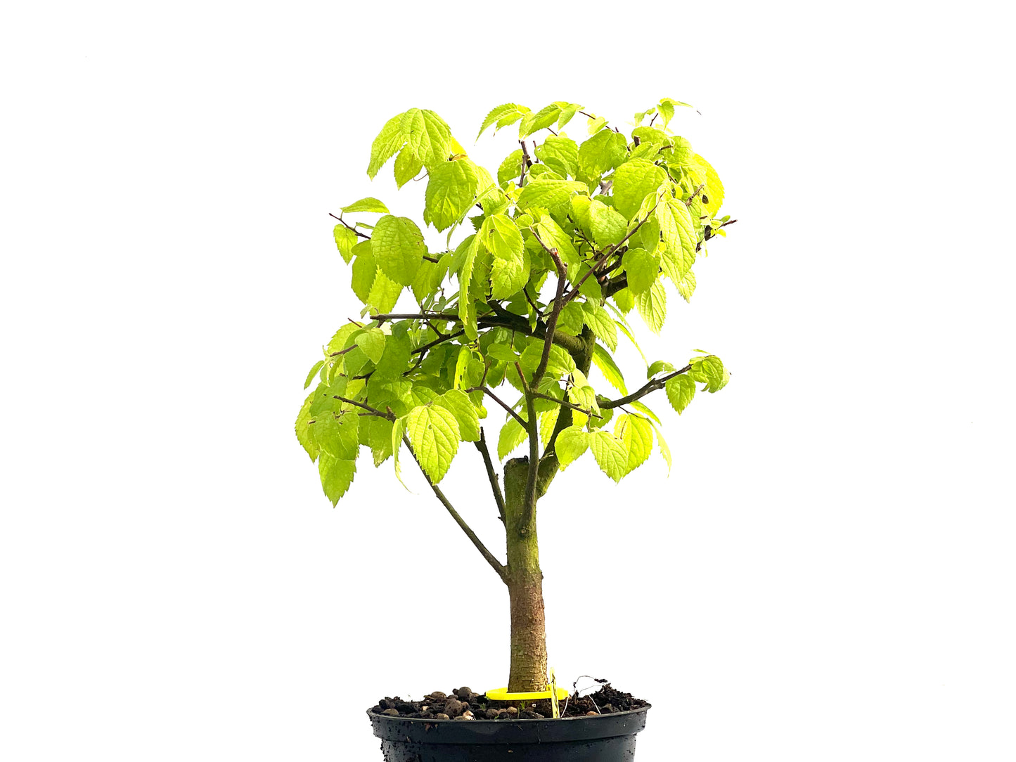 Celtis Australis 2689
