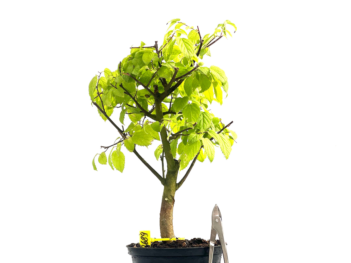 Celtis Australis 2689