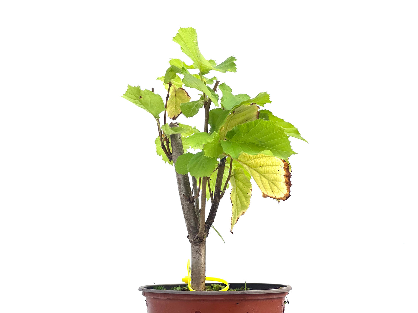 Corylus Avellano 2691
