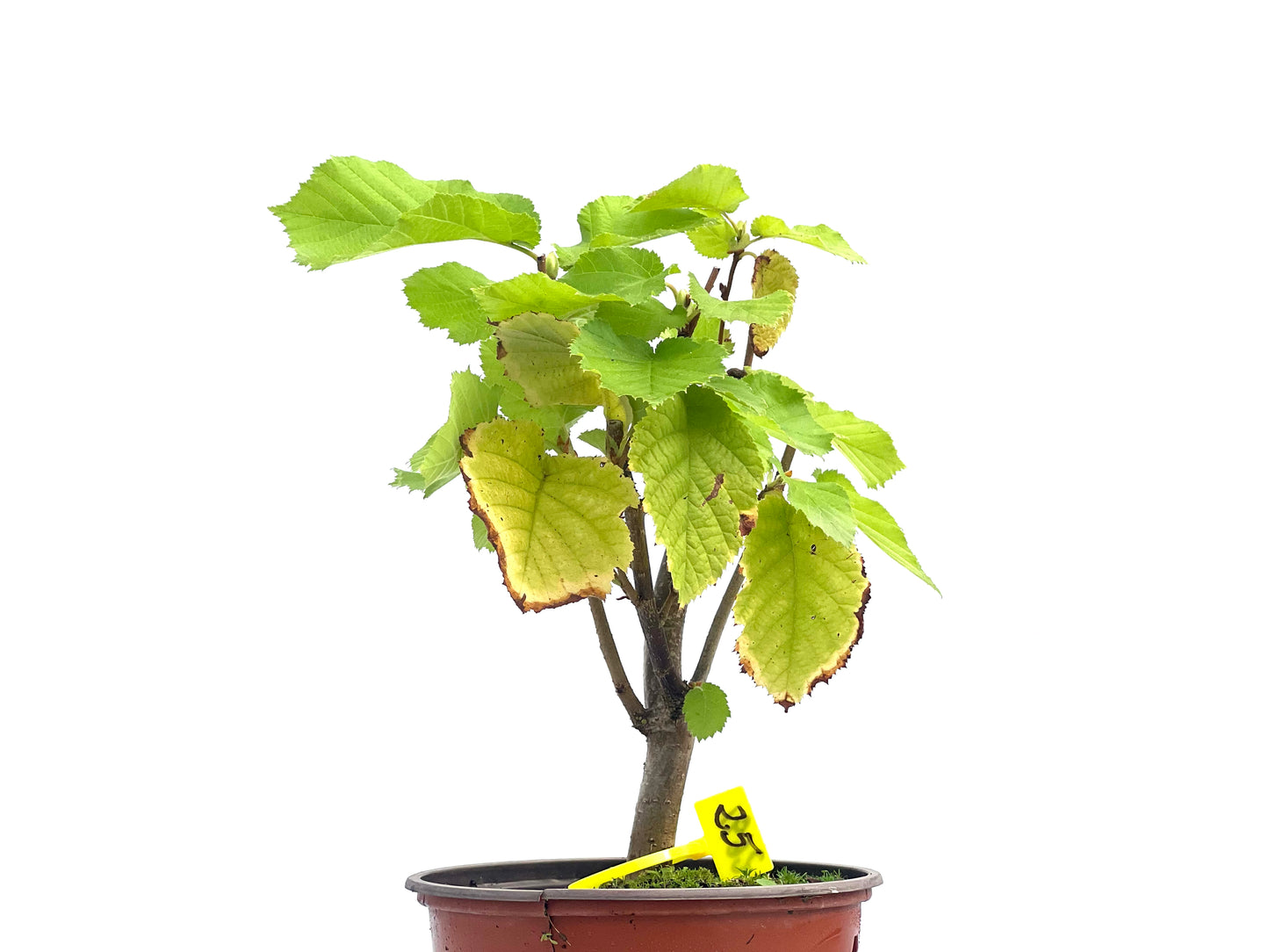 Corylus Avellano 2691