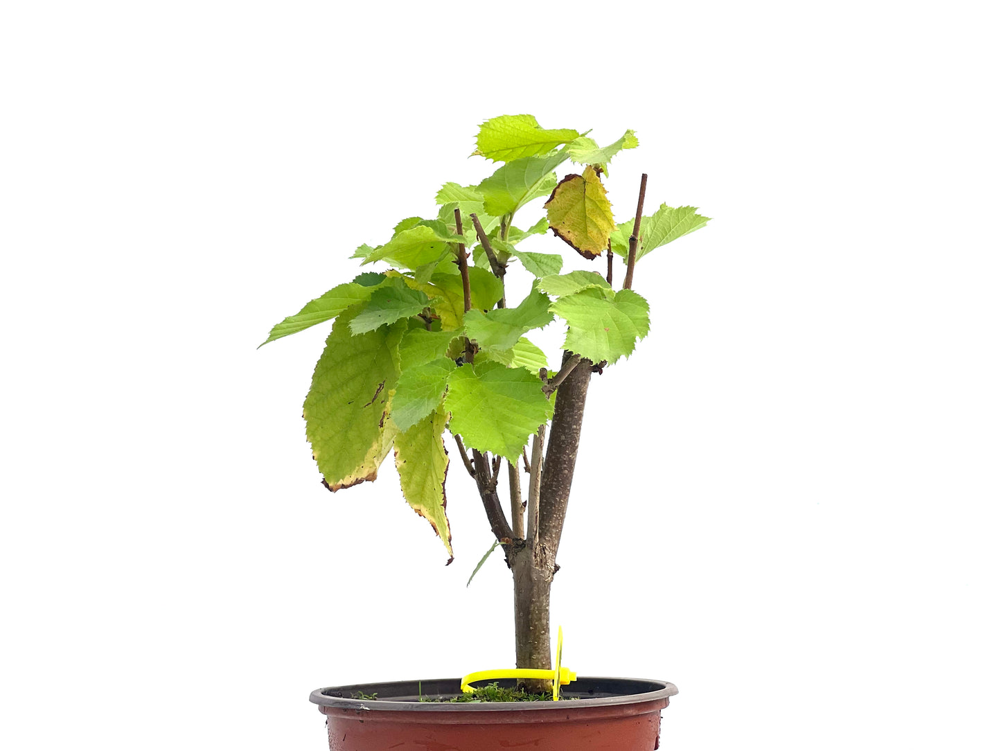Corylus Avellano 2691