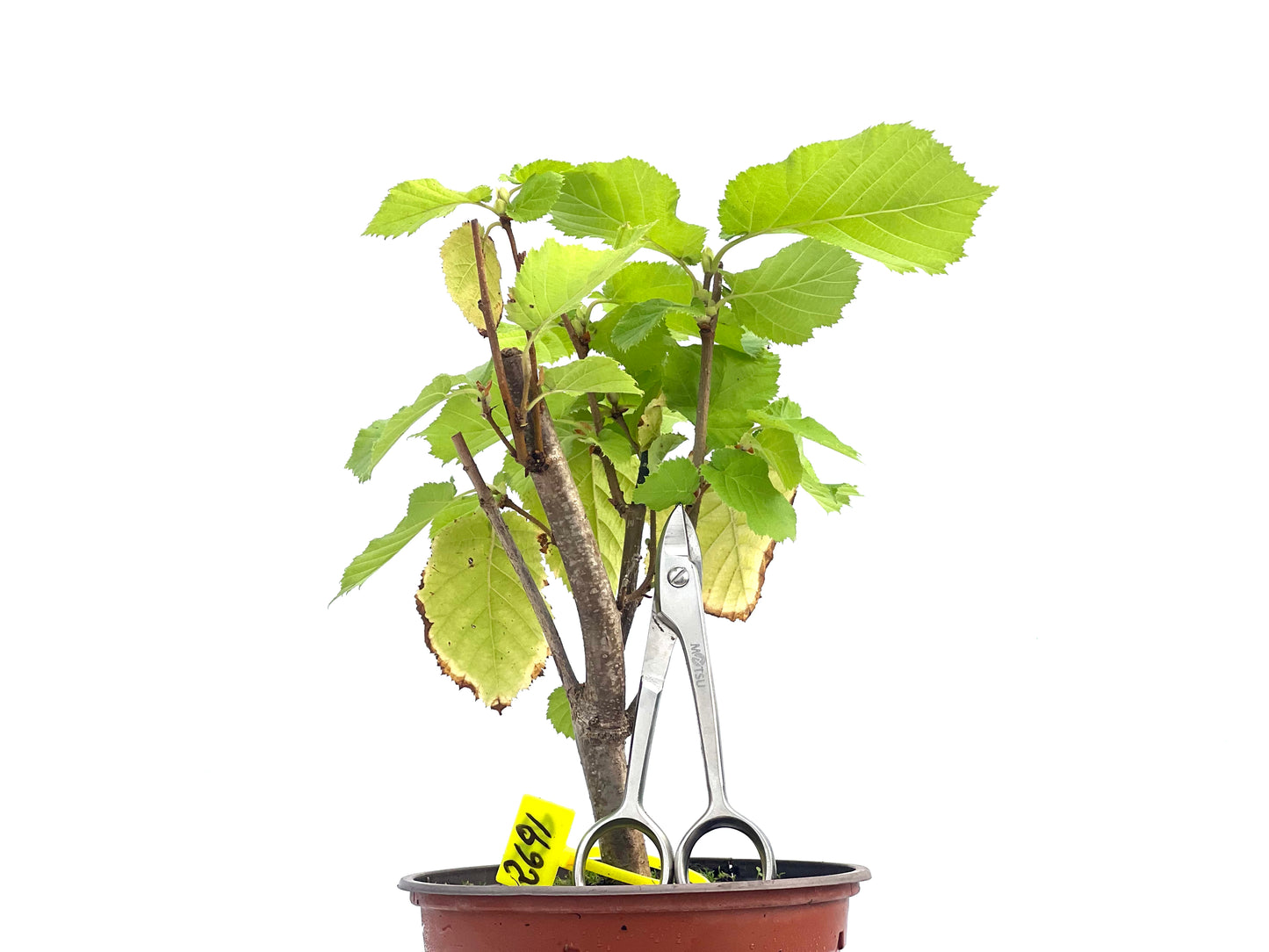 Corylus Avellano 2691