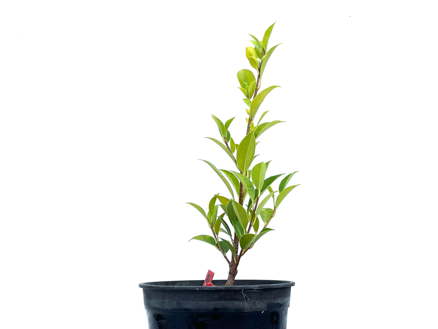 Ficus Tiger Bark 2721