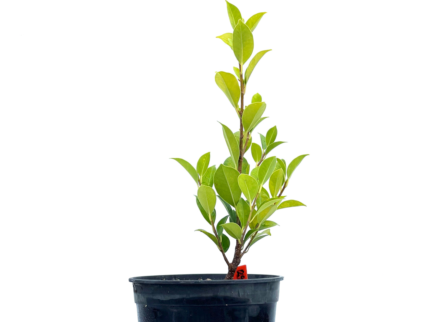 Ficus Tiger Bark 2721