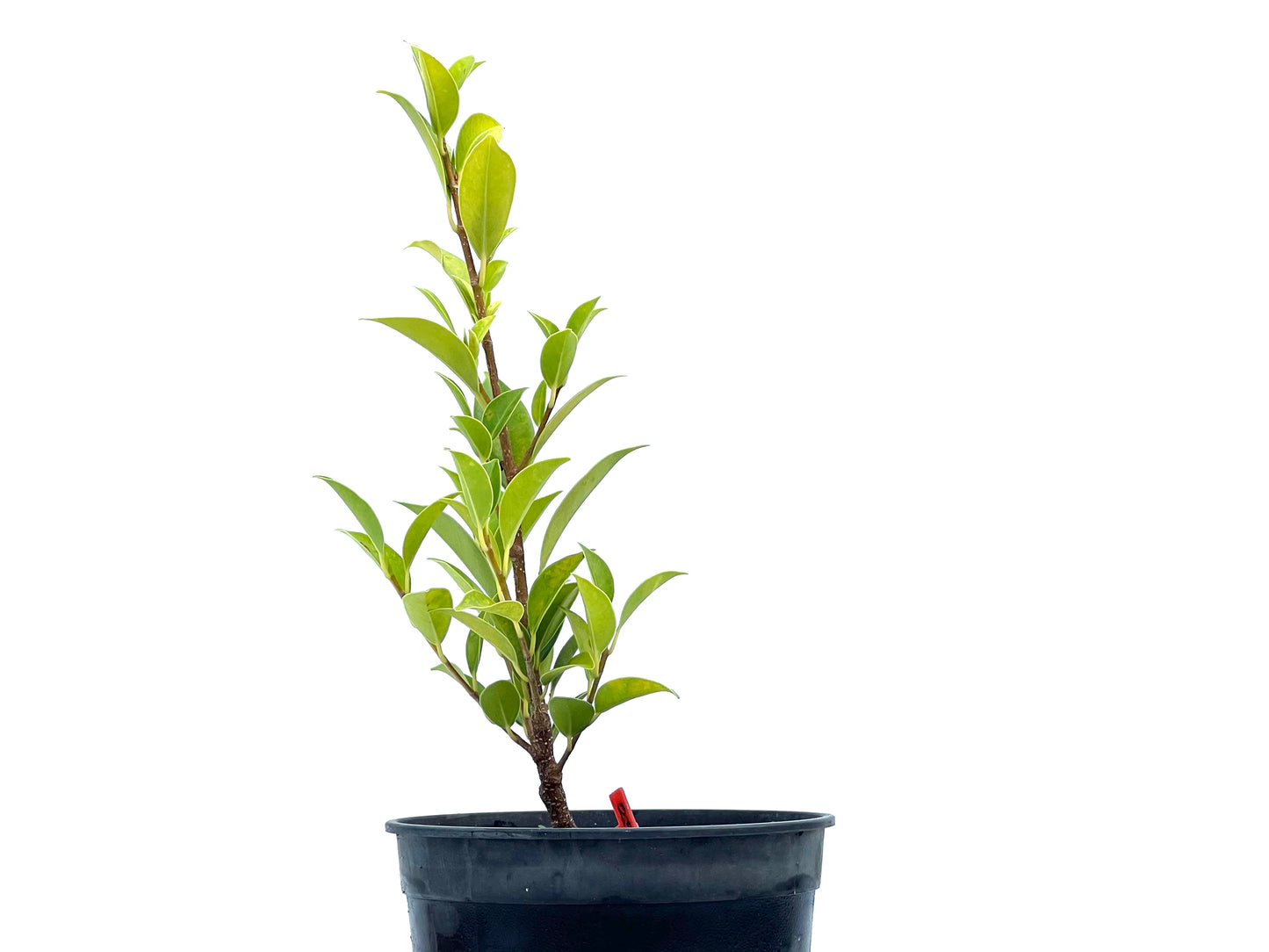Ficus Tiger Bark 2721