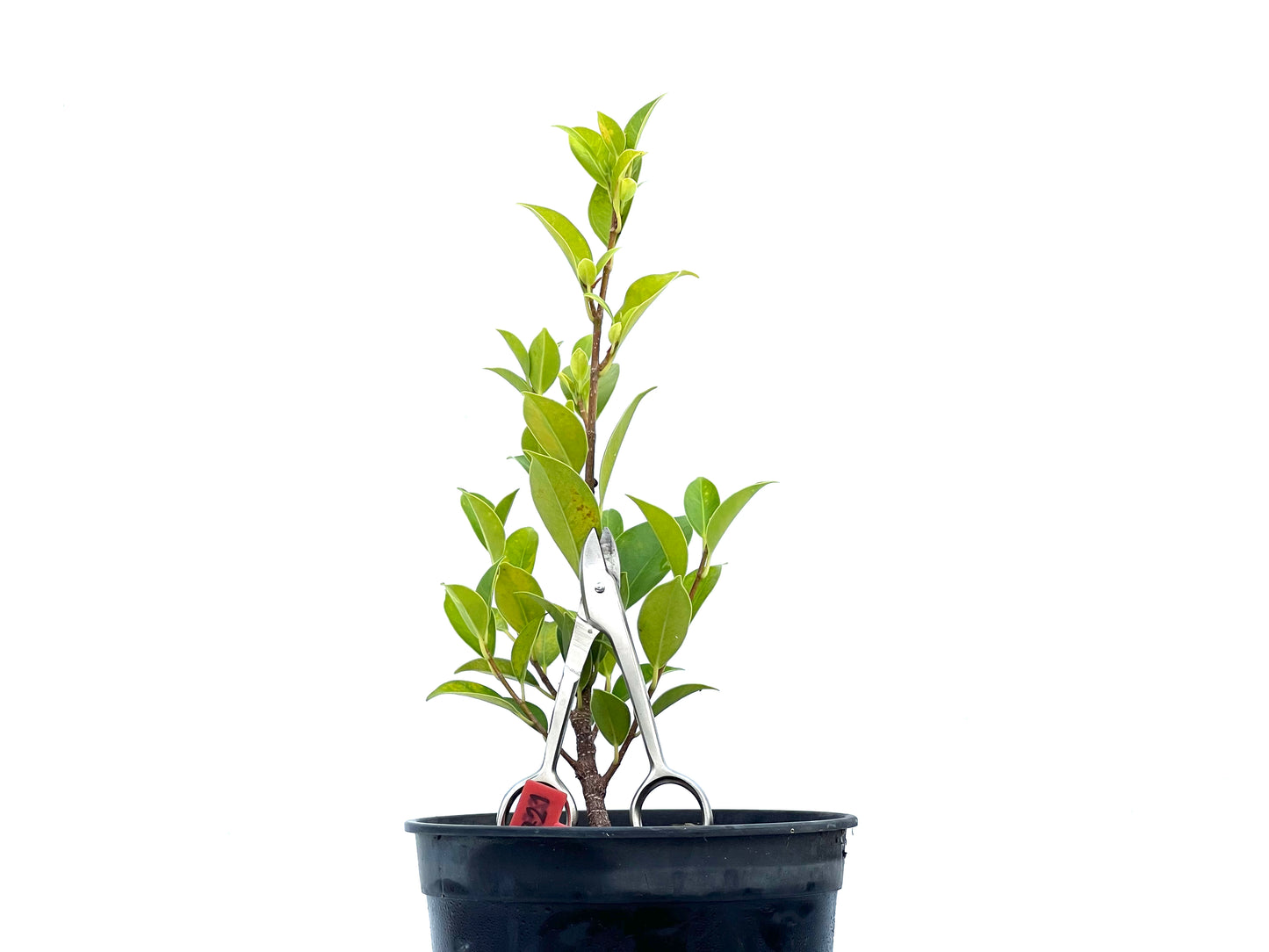 Ficus Tiger Bark 2721