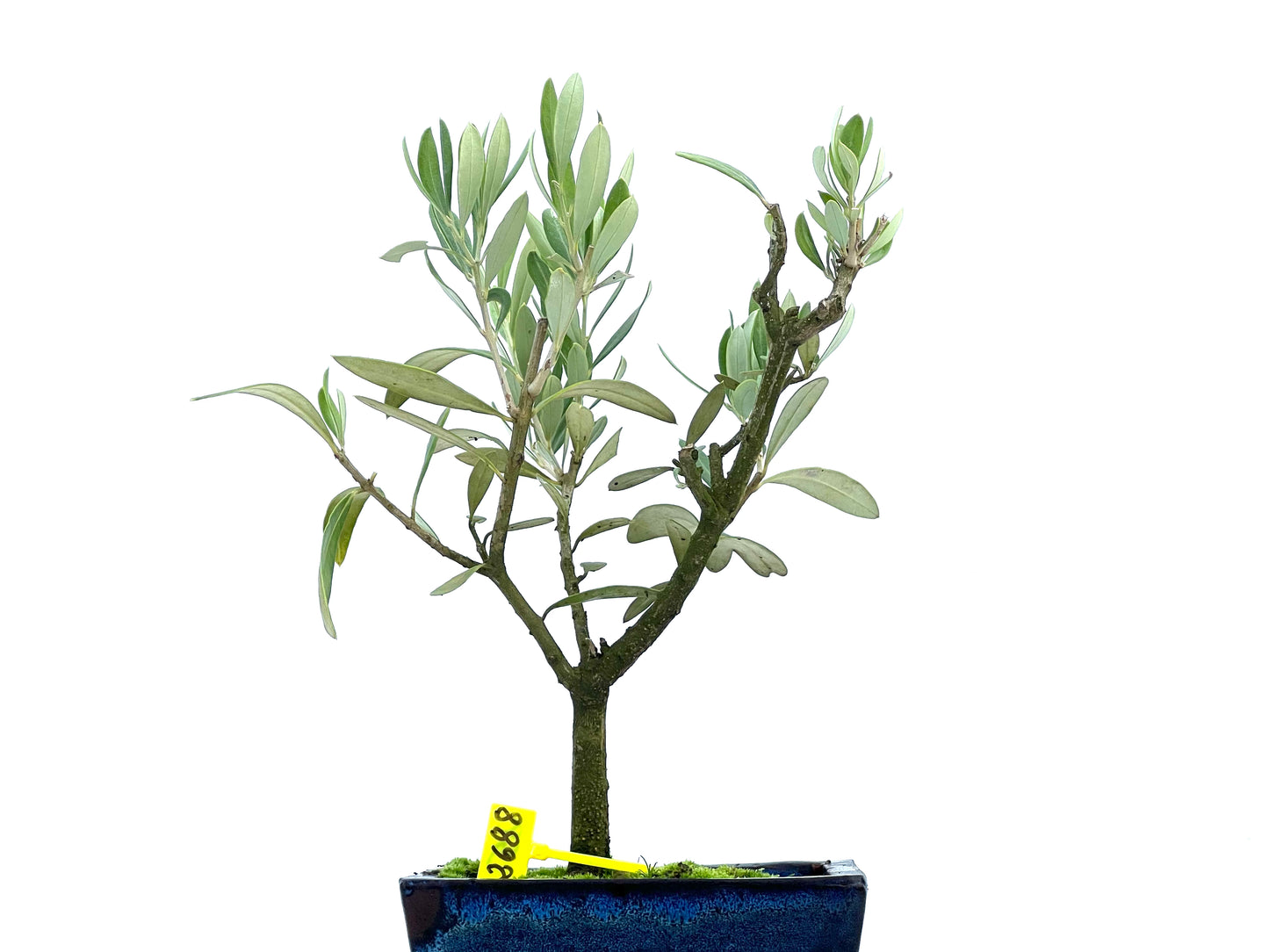 Olea Europaea 2688