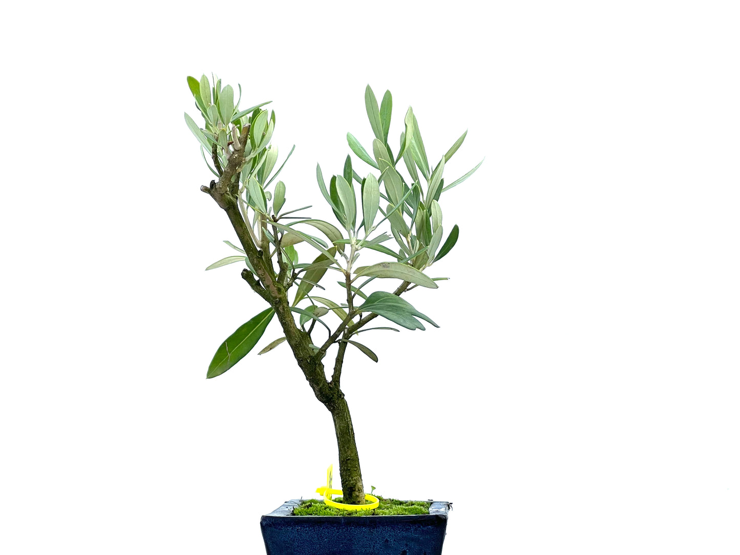 Olea Europaea 2688