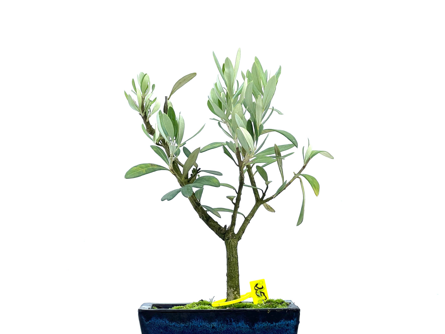 Olea Europaea 2688