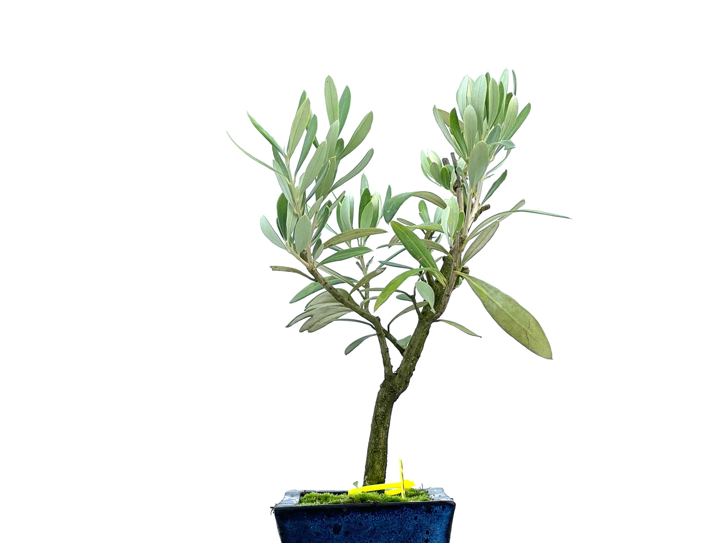 Olea Europaea 2688