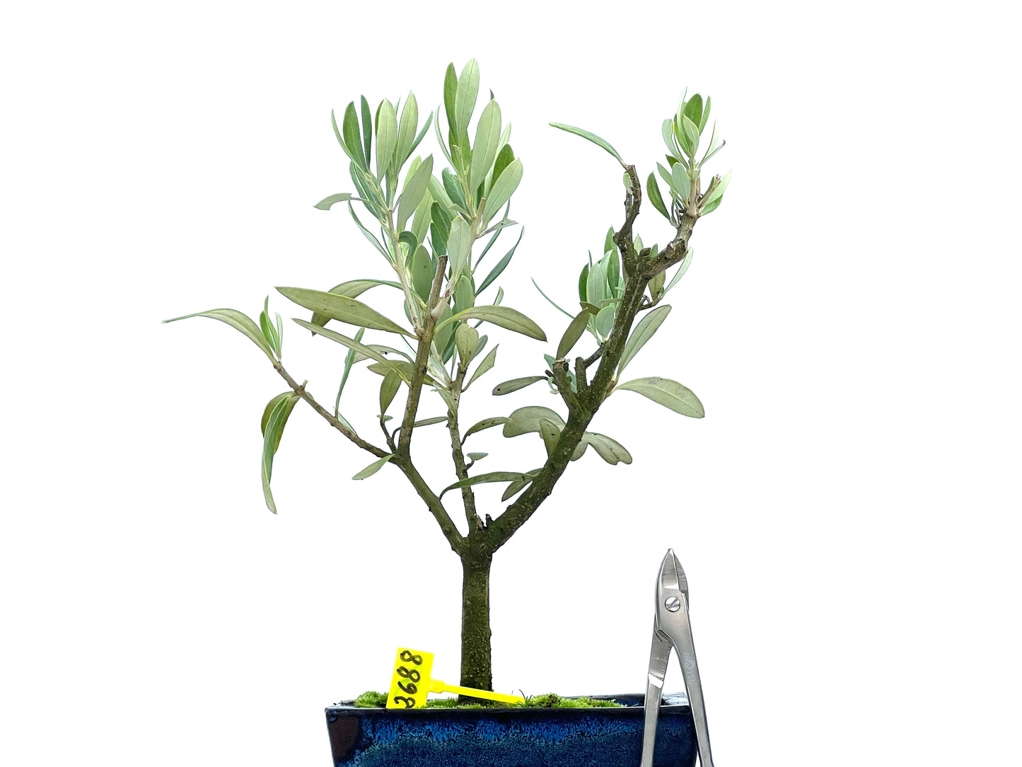 Olea Europaea 2688