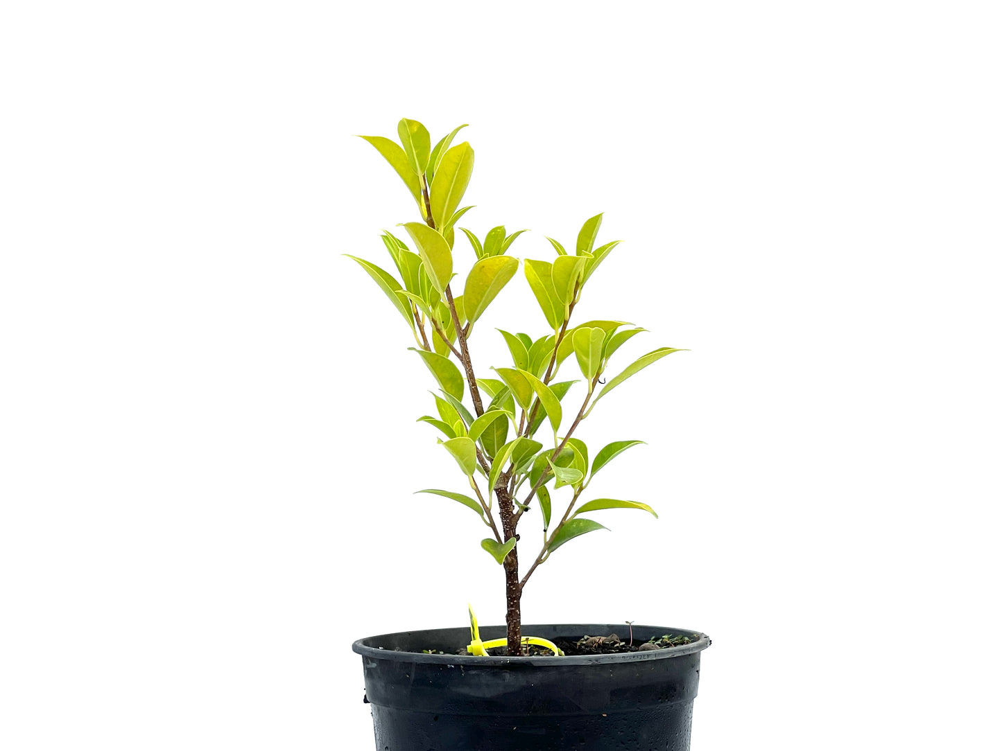 Ficus Tiger Bark 2719