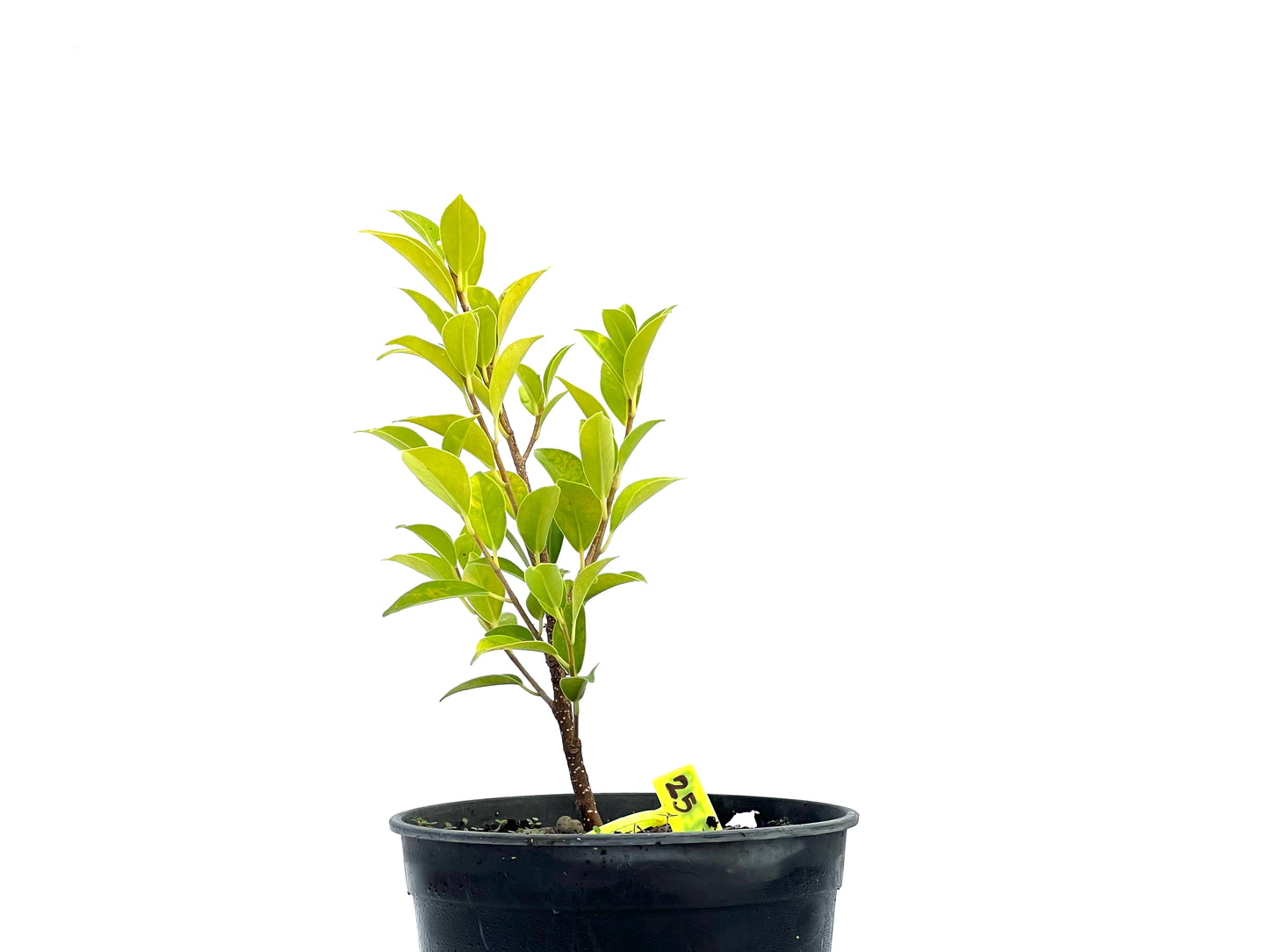 Ficus Tiger Bark 2719