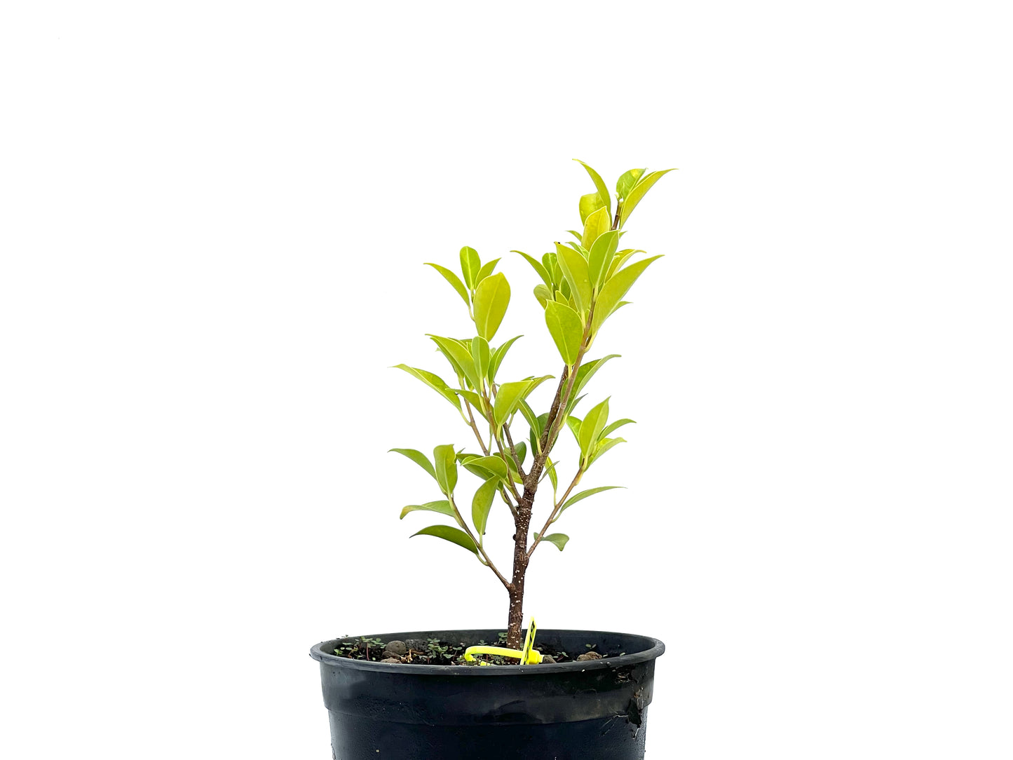 Ficus Tiger Bark 2719