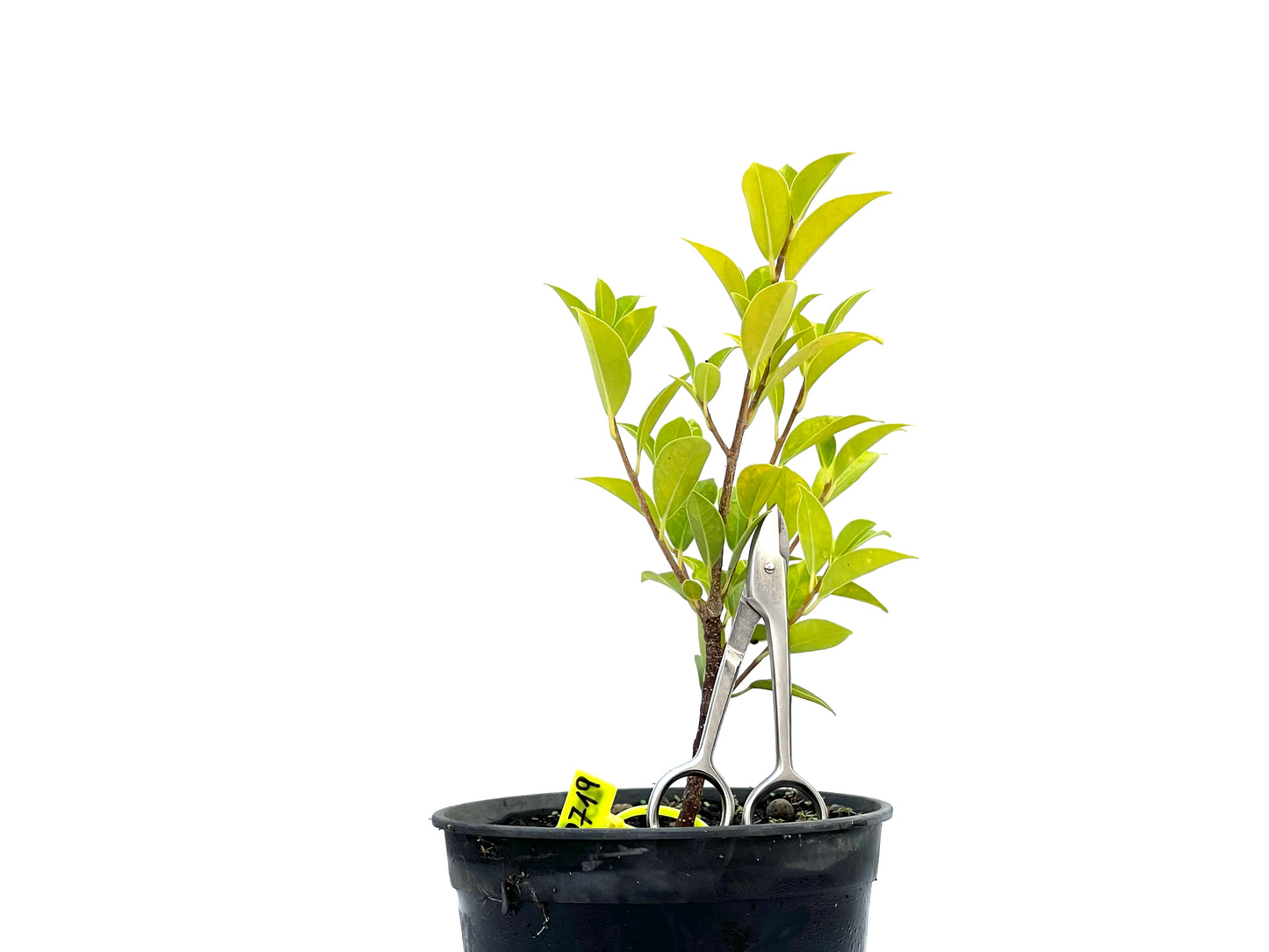Ficus Tiger Bark 2719