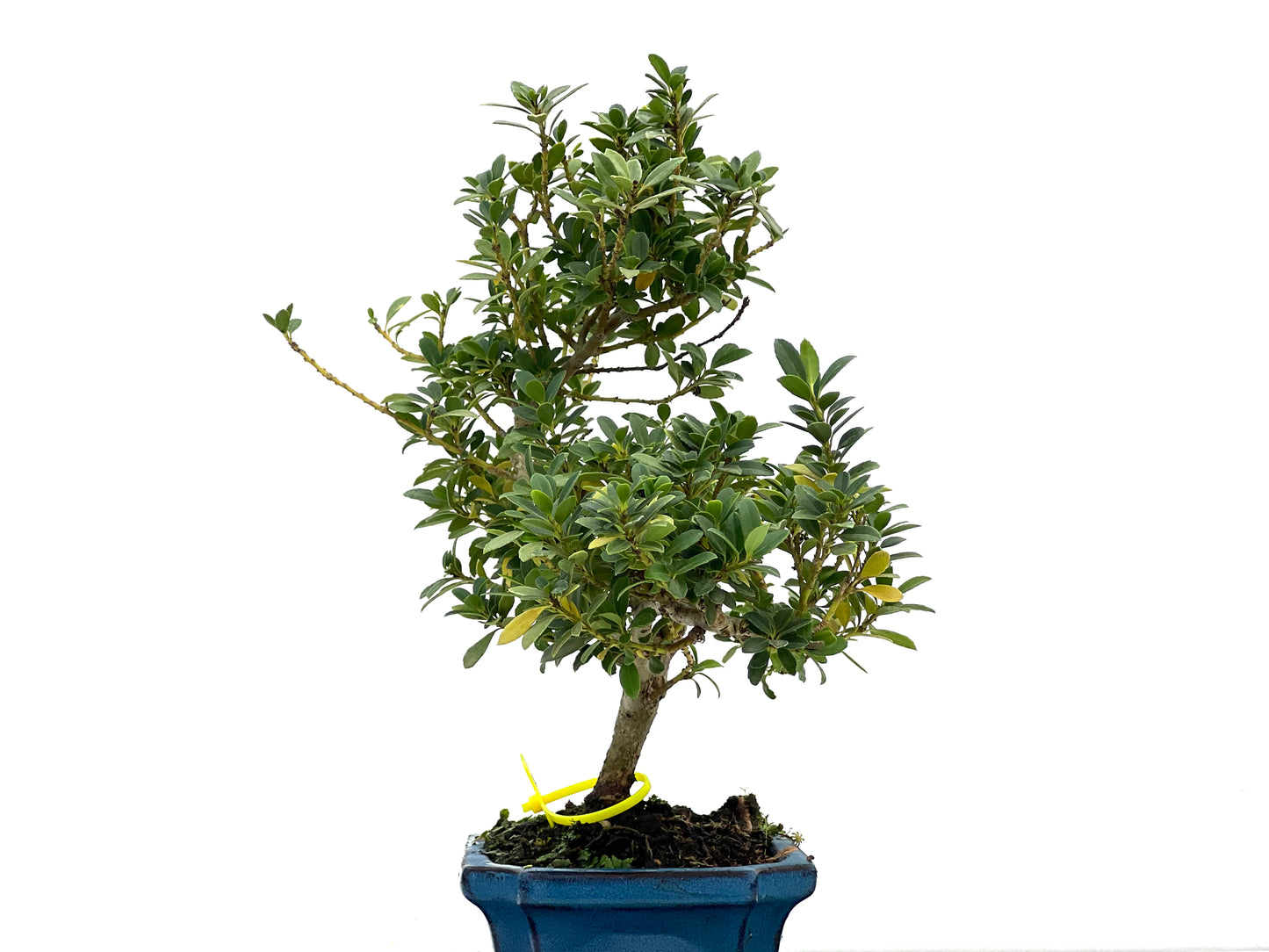 Ilex Crenata 2687