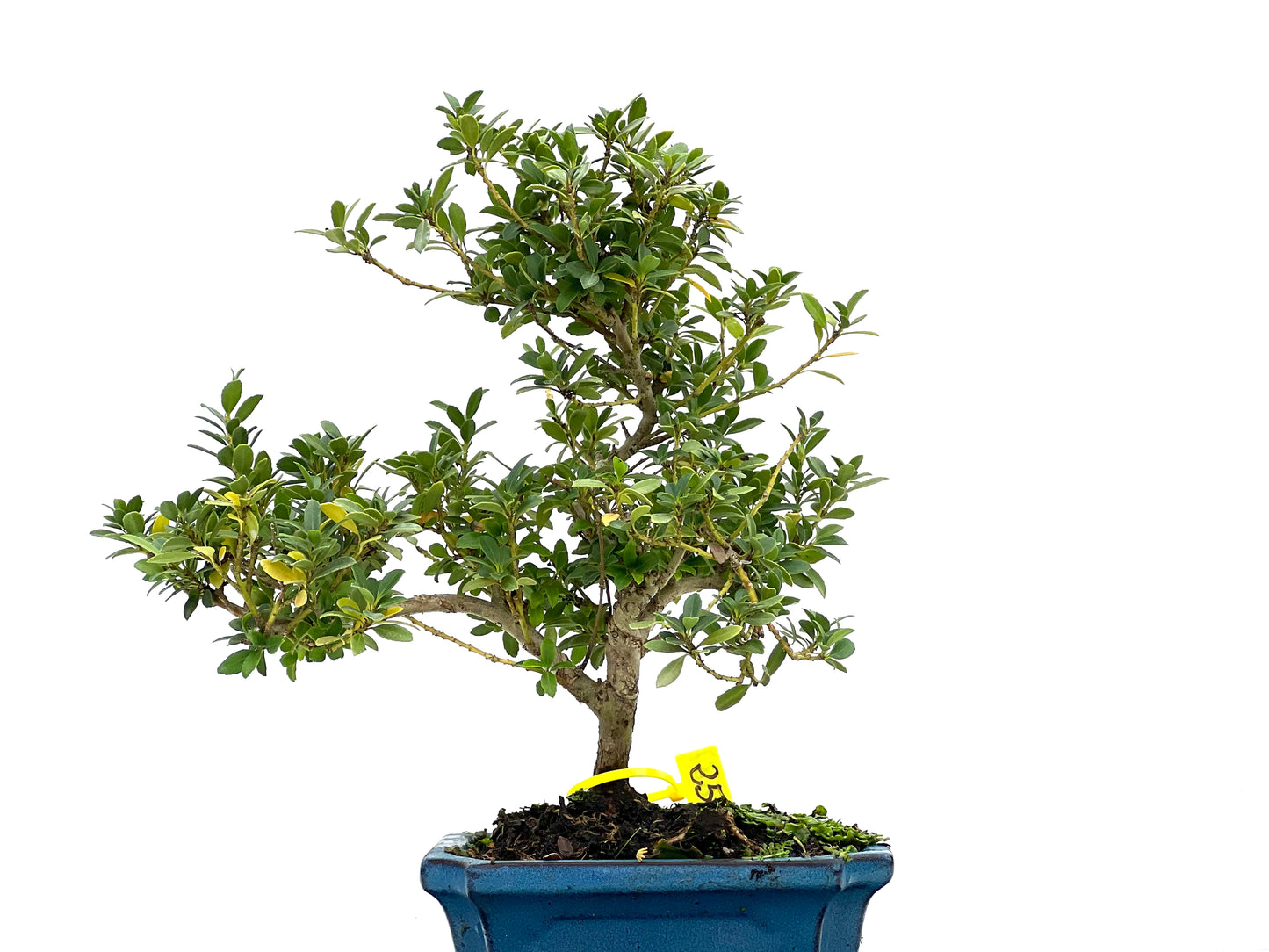 Ilex Crenata 2687
